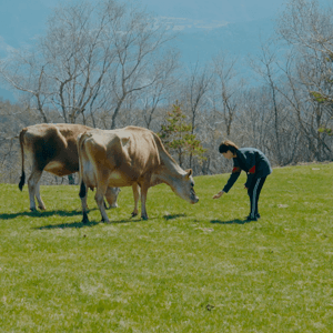 저지종